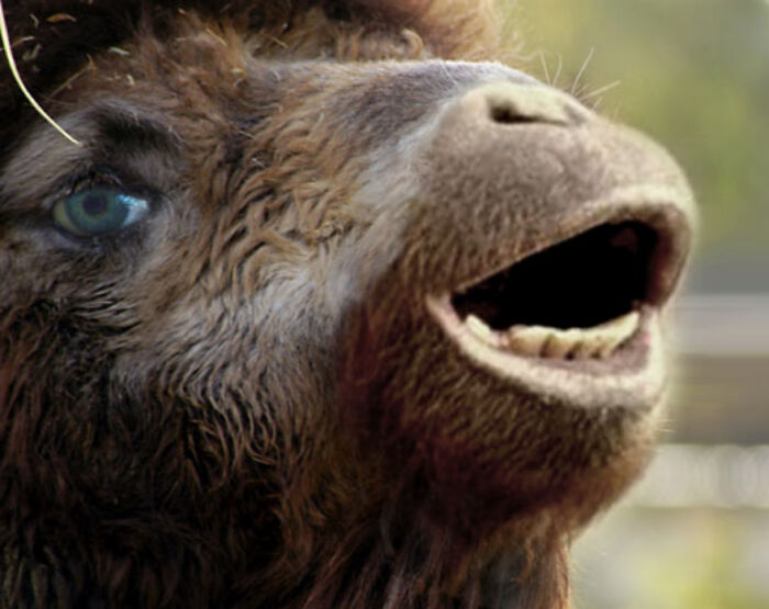 Digital Artists Were Challenged To Create New Creatures In Photoshop And Here Are The Best Ones (33 Pics)