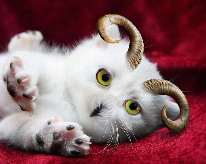 Digital Artists Were Challenged To Create New Creatures In Photoshop And Here Are The Best Ones (33 Pics)