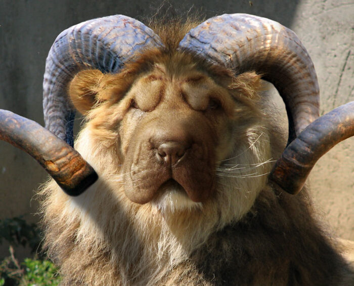 Digital Artists Were Challenged To Create New Creatures In Photoshop And Here Are The Best Ones (33 Pics)