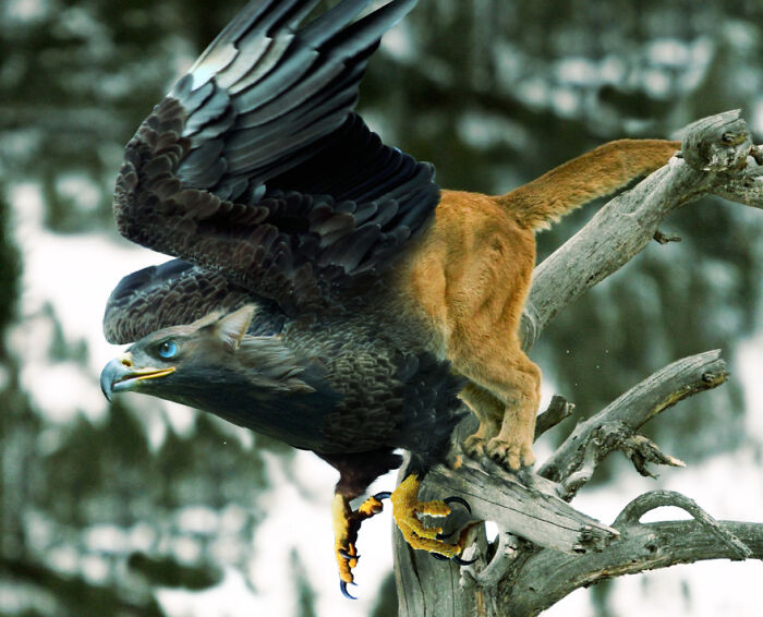 Digital Artists Were Challenged To Create New Creatures In Photoshop And Here Are The Best Ones (33 Pics)