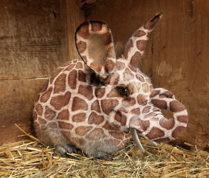 Digital Artists Were Challenged To Create New Creatures In Photoshop And Here Are The Best Ones (33 Pics)