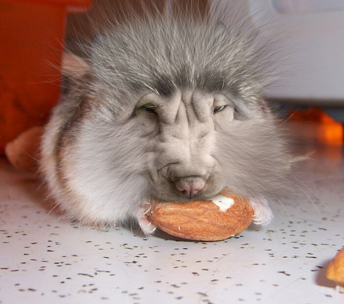 Digital Artists Were Challenged To Create New Creatures In Photoshop And Here Are The Best Ones (33 Pics)