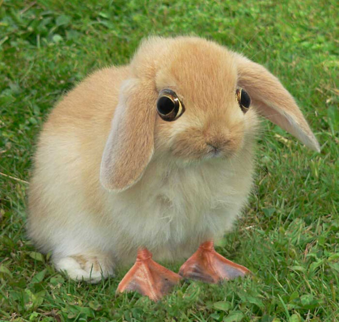 Digital Artists Were Challenged To Create New Creatures In Photoshop And Here Are The Best Ones (33 Pics)