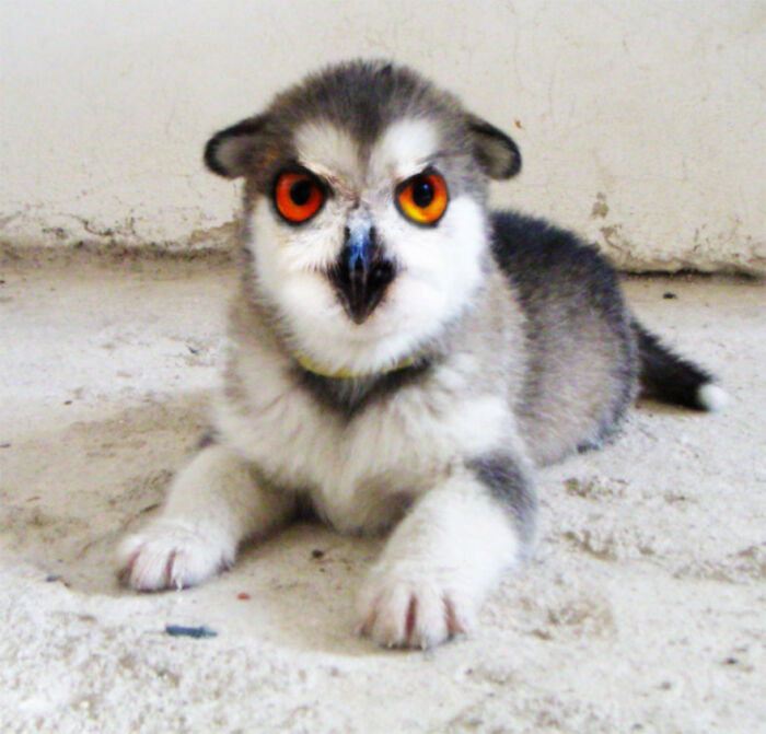 Digital Artists Were Challenged To Create New Creatures In Photoshop And Here Are The Best Ones (33 Pics)