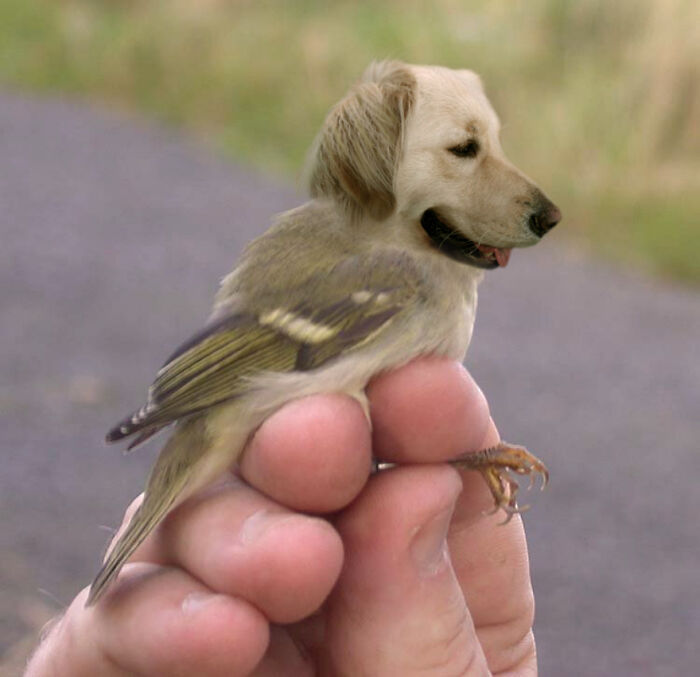 Digital Artists Were Challenged To Create New Creatures In Photoshop And Here Are The Best Ones (33 Pics)