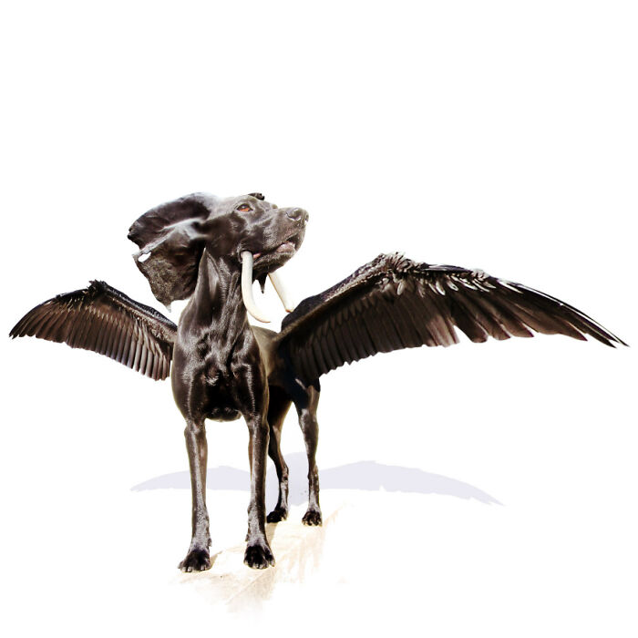 Digital Artists Were Challenged To Create New Creatures In Photoshop And Here Are The Best Ones (33 Pics)