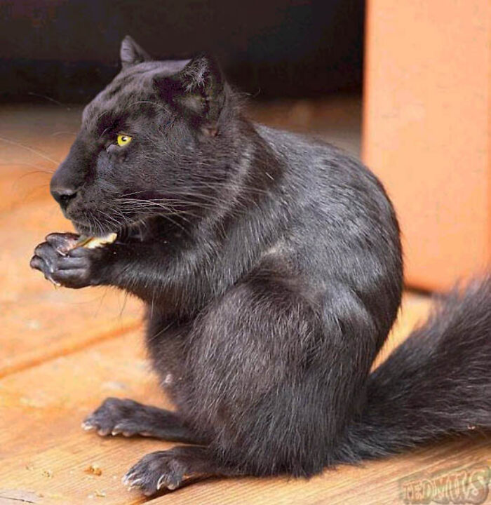 Digital Artists Were Challenged To Create New Creatures In Photoshop And Here Are The Best Ones (33 Pics)