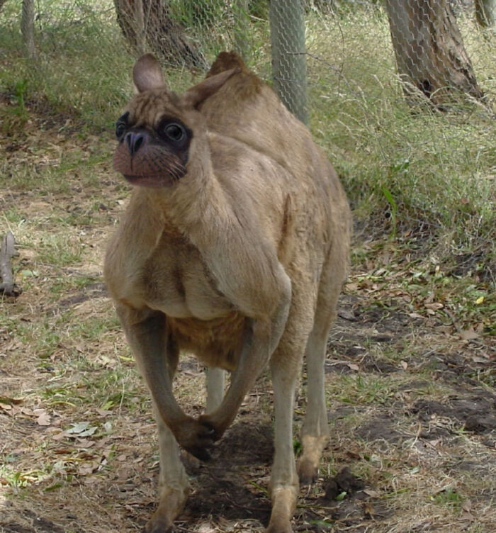 Digital Artists Were Challenged To Create New Creatures In Photoshop And Here Are The Best Ones (33 Pics)