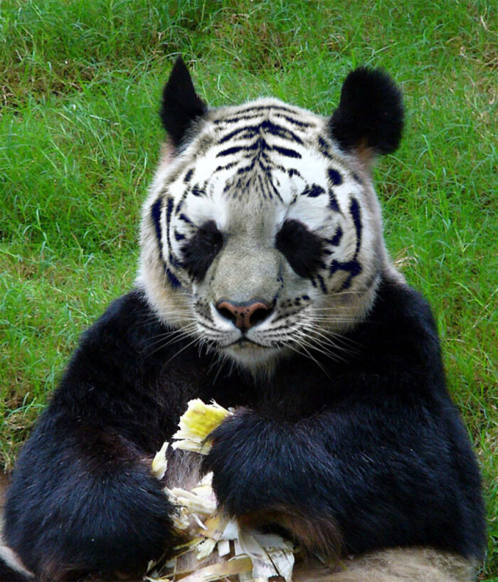 Digital Artists Were Challenged To Create New Creatures In Photoshop And Here Are The Best Ones (33 Pics)