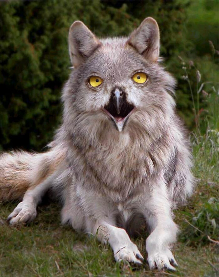 Digital Artists Were Challenged To Create New Creatures In Photoshop And Here Are The Best Ones (33 Pics)