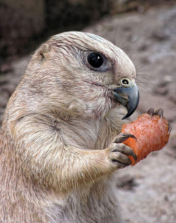 Digital Artists Were Challenged To Create New Creatures In Photoshop And Here Are The Best Ones (33 Pics)