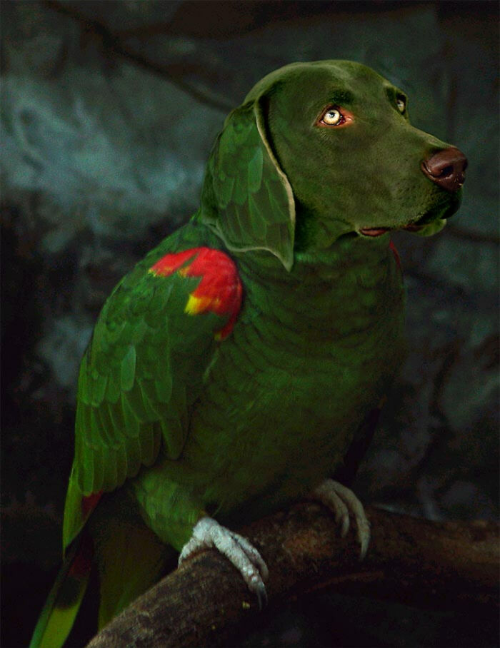 Digital Artists Were Challenged To Create New Creatures In Photoshop And Here Are The Best Ones (33 Pics)