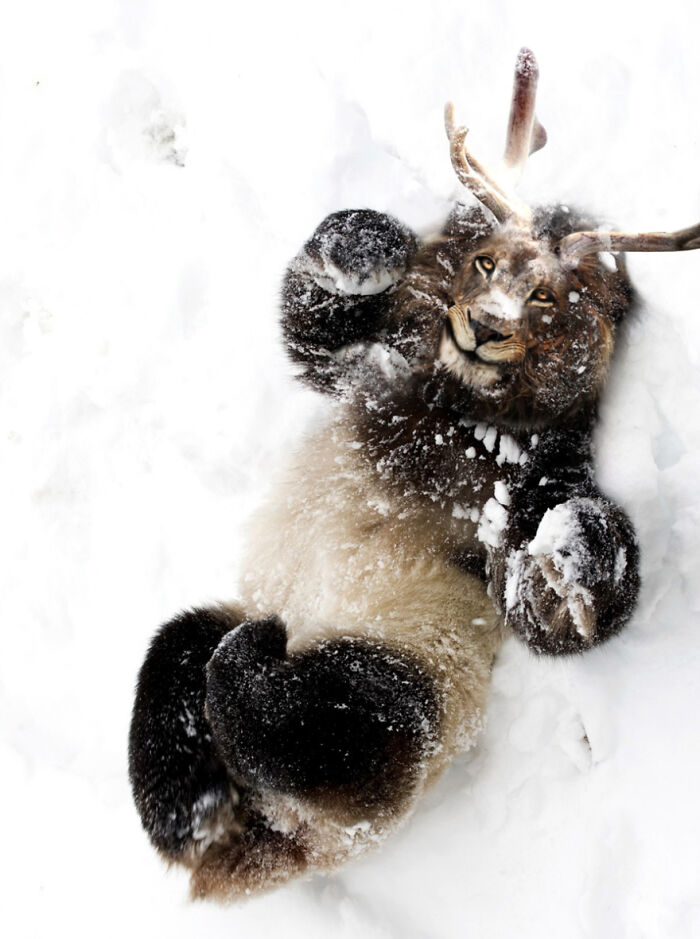 Digital Artists Were Challenged To Create New Creatures In Photoshop And Here Are The Best Ones (33 Pics)