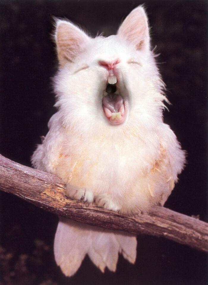 Digital Artists Were Challenged To Create New Creatures In Photoshop And Here Are The Best Ones (33 Pics)