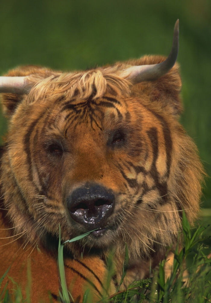 Digital Artists Were Challenged To Create New Creatures In Photoshop And Here Are The Best Ones (33 Pics)