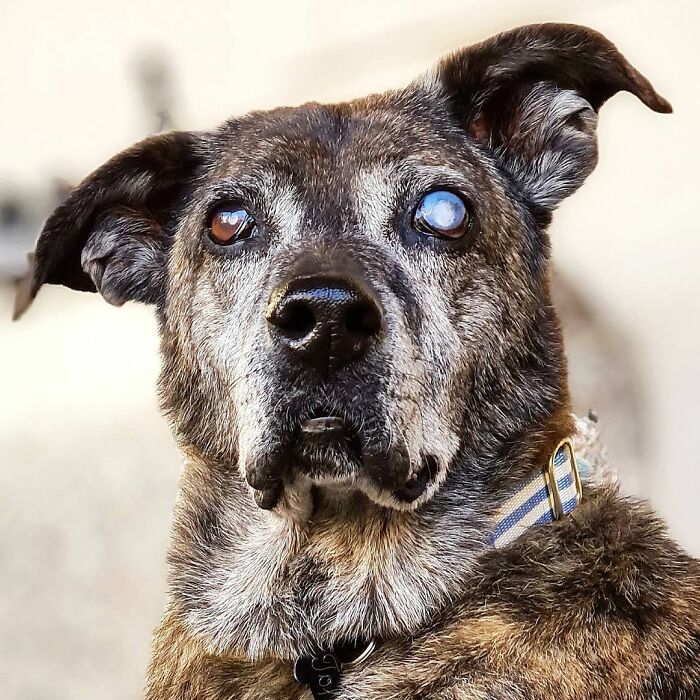 This Dog That Spent 10 Years In A Shelter Due To His Missing Leg, Old Age And Blindness Finally Finds His Forever Home This Dog That Spent 10 Years In A Shelter Due To His Missing Leg, Old Age And Blindness Finally Finds His Forever Home