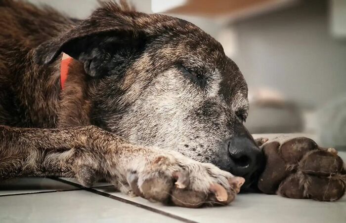 This Dog That Spent 10 Years In A Shelter Due To His Missing Leg, Old Age And Blindness Finally Finds His Forever Home This Dog That Spent 10 Years In A Shelter Due To His Missing Leg, Old Age And Blindness Finally Finds His Forever Home