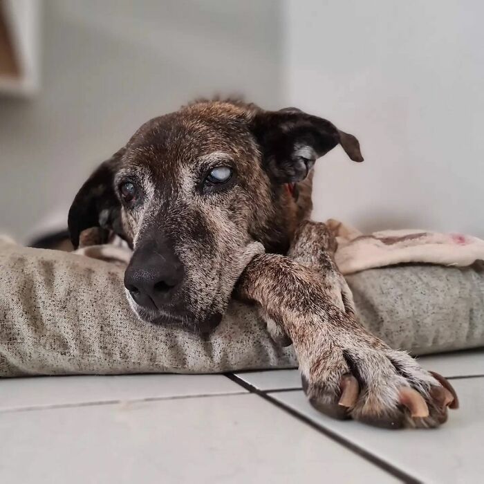 This Dog That Spent 10 Years In A Shelter Due To His Missing Leg, Old Age And Blindness Finally Finds His Forever Home This Dog That Spent 10 Years In A Shelter Due To His Missing Leg, Old Age And Blindness Finally Finds His Forever Home