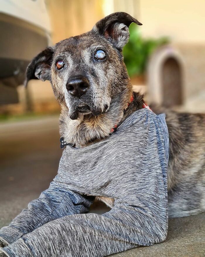 This Dog That Spent 10 Years In A Shelter Due To His Missing Leg, Old Age And Blindness Finally Finds His Forever Home This Dog That Spent 10 Years In A Shelter Due To His Missing Leg, Old Age And Blindness Finally Finds His Forever Home