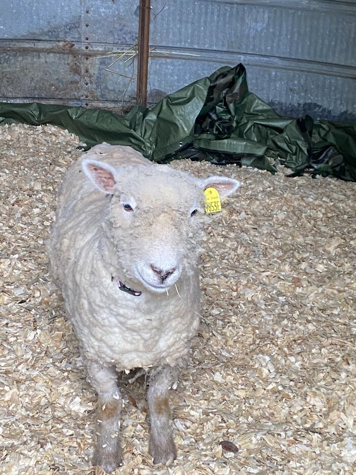 A New Kind Of Animal Rescue: Check Out These Cute Goats And Sheep