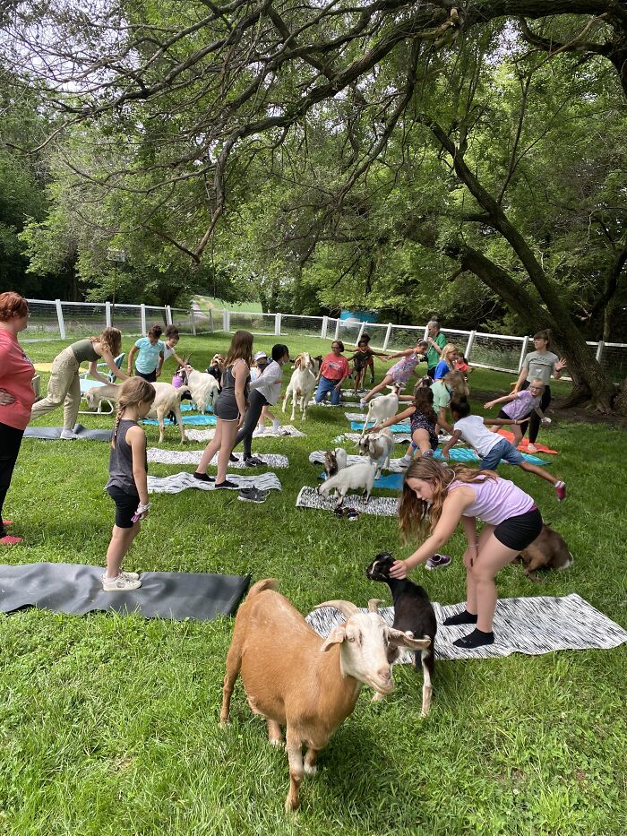 A New Kind Of Animal Rescue: Check Out These Cute Goats And Sheep