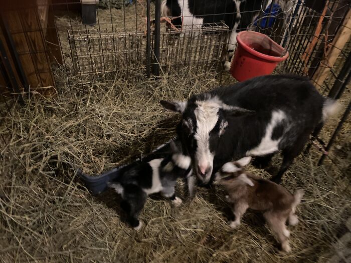 A New Kind Of Animal Rescue: Check Out These Cute Goats And Sheep
