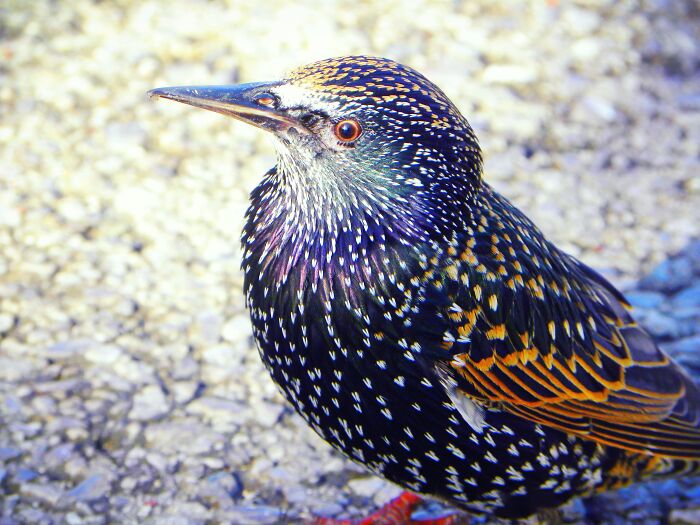 A Very Friendly Starling In The Park, I Love The Shiny Colours On Them!