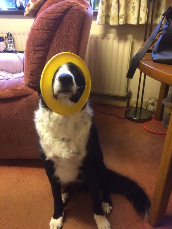 My Dog Shilo Trying To Get My Attention So I Will Play With Him. He Puts His Frisbee On His Head Like This Himself When Ever He Wants To Play.😊💖