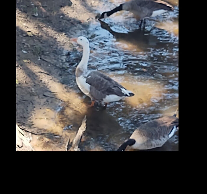 Canada Goose X Snow Goose Hybrid