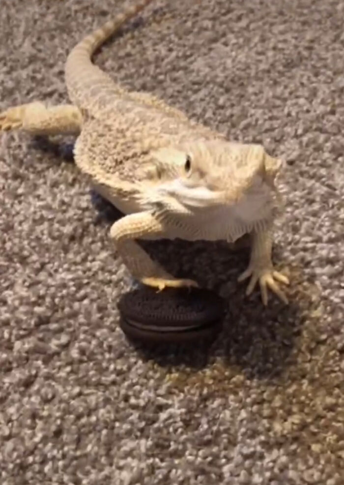 My Bearded Dragon Kevin!