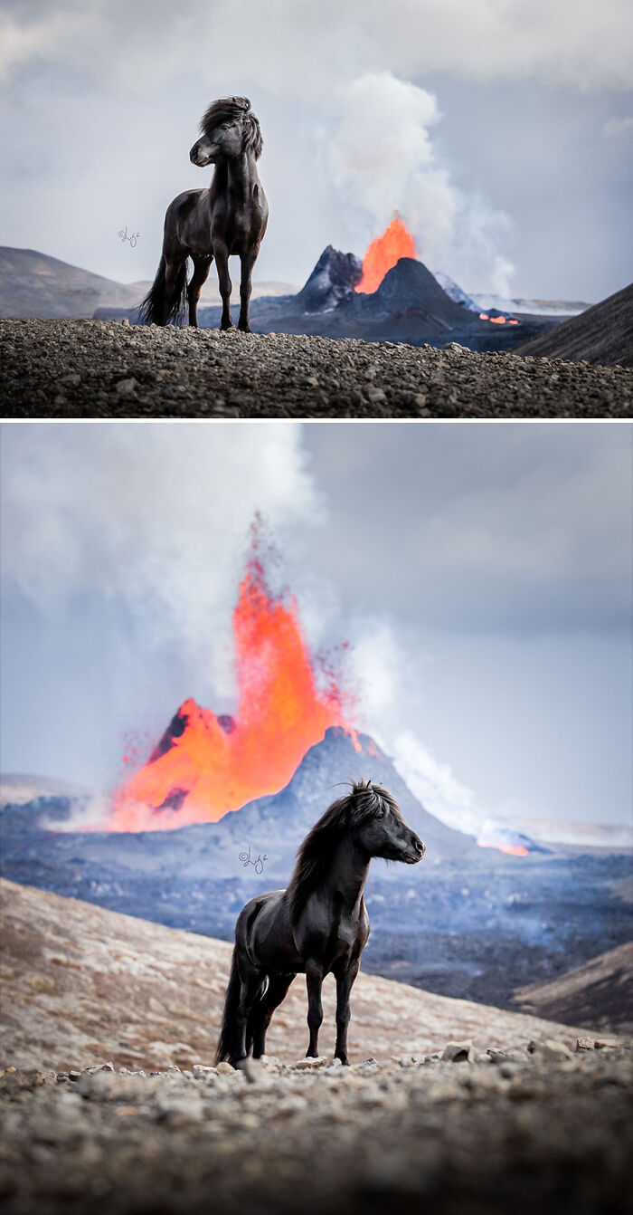 Black Icelandic horse standing on volcanic terrain with erupting lava and smoke in wild Icelandic scenery.