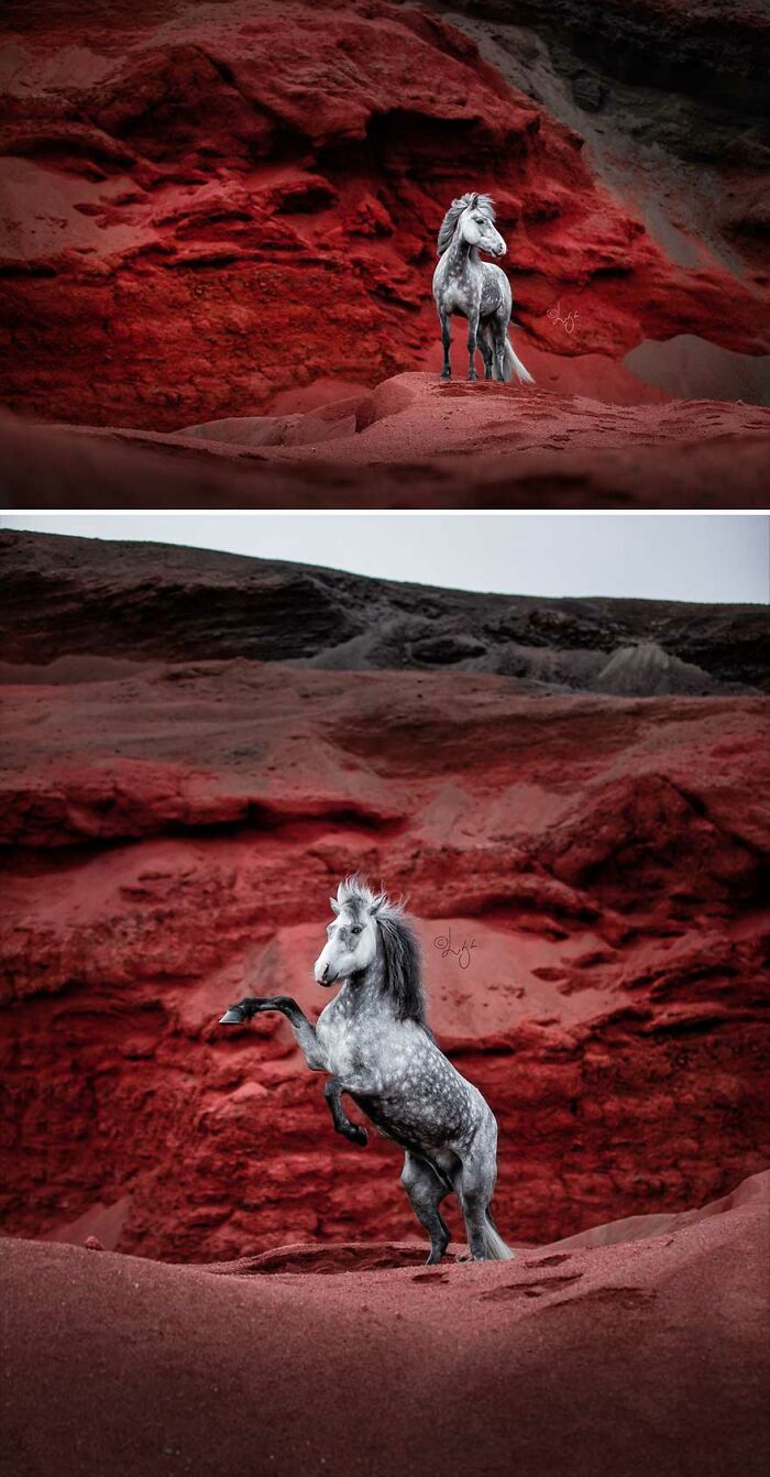 Icelandic horse standing and rearing on red rocky terrain in wild Icelandic scenery landscape.