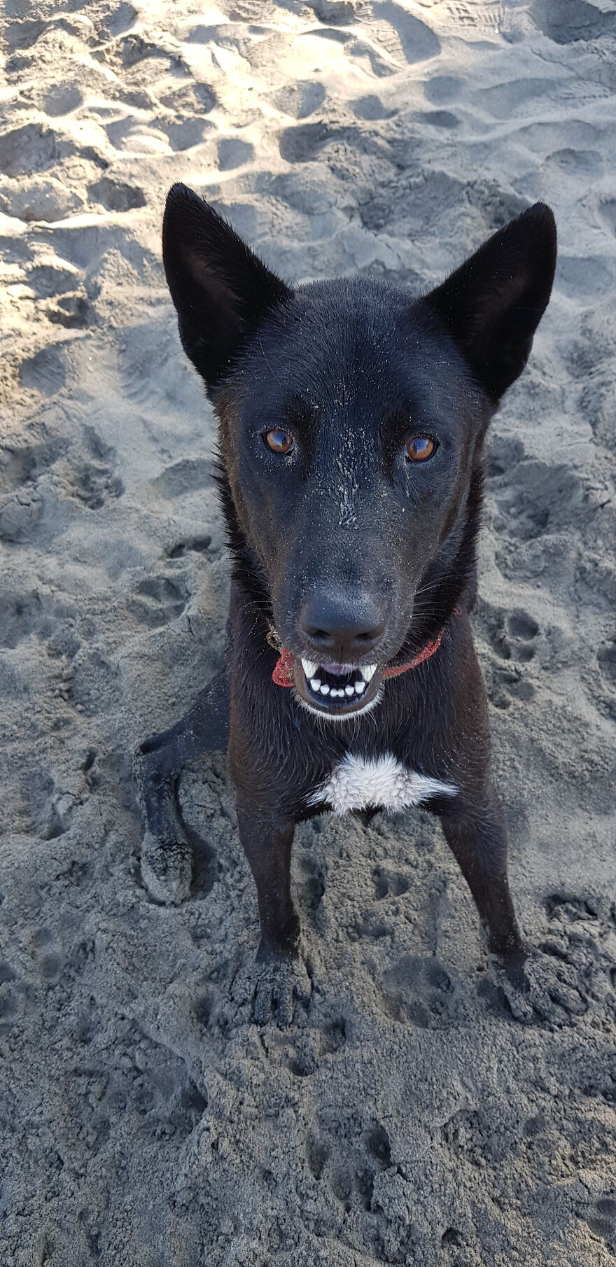I Photograph Stray Dogs That We Befriend With In Bali Beaches (20 Pictures) I Photograph Stray Dogs That We Befriend With In Bali Beaches (20 Pictures)