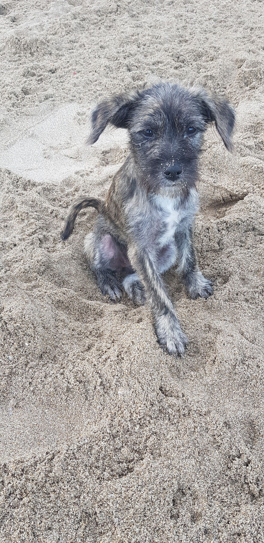 I Photograph Stray Dogs That We Befriend With In Bali Beaches (20 Pictures) I Photograph Stray Dogs That We Befriend With In Bali Beaches (20 Pictures)