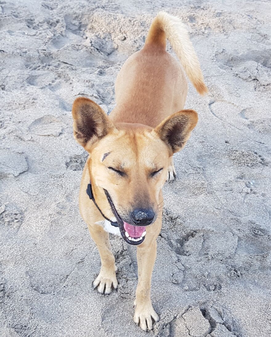 I Photograph Stray Dogs That We Befriend With In Bali Beaches (20 Pictures) I Photograph Stray Dogs That We Befriend With In Bali Beaches (20 Pictures)