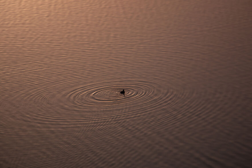 Lone Duck