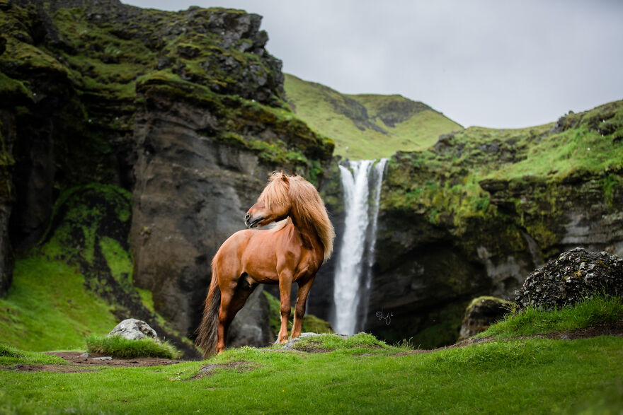 I Photograph Horses In Phenomenal Icelandic Landscapes (37 Pics)