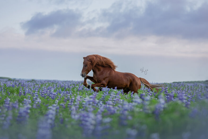 I Photograph Horses In Phenomenal Icelandic Landscapes (37 Pics)