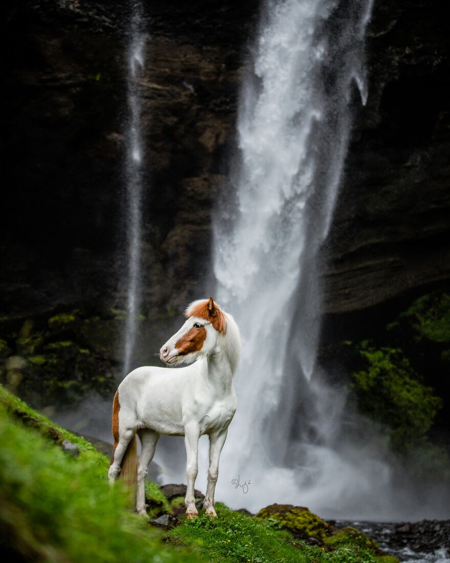 I Photograph Horses In Phenomenal Icelandic Landscapes (37 Pics)