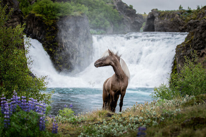 Icelandic horse standing near wild waterfall surrounded by lush greenery and purple wildflowers in natural Icelandic scenery
