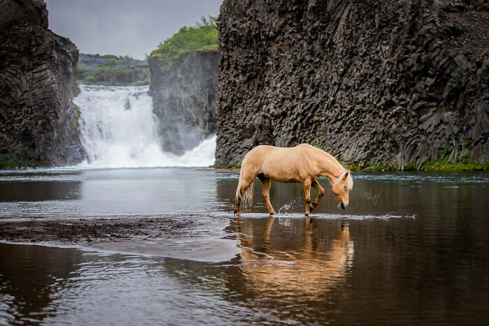 Light brown horse walking in water with waterfall and rugged cliffs in wild Icelandic scenery landscape.