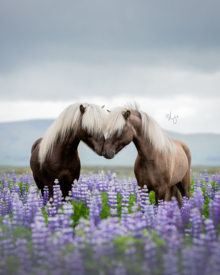 Two beautiful Icelandic horses touching noses in a vibrant purple wildflower field with Icelandic scenery in the background