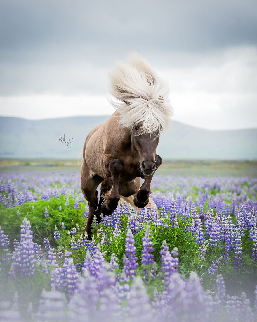 I Photograph Horses In Phenomenal Icelandic Landscapes (37 Pics)