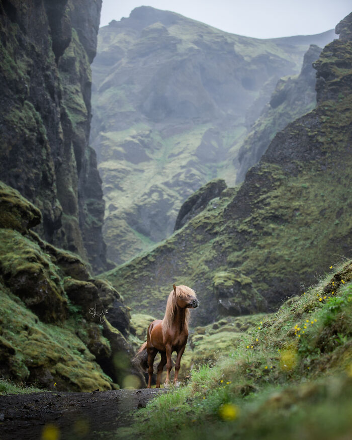 Icelandic horse standing on a path surrounded by lush green moss-covered cliffs in wild Icelandic scenery.