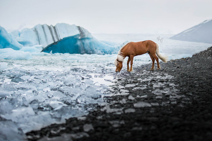 Brown Icelandic horse drinking water near ice chunks in wild Icelandic scenery with icebergs in the background.