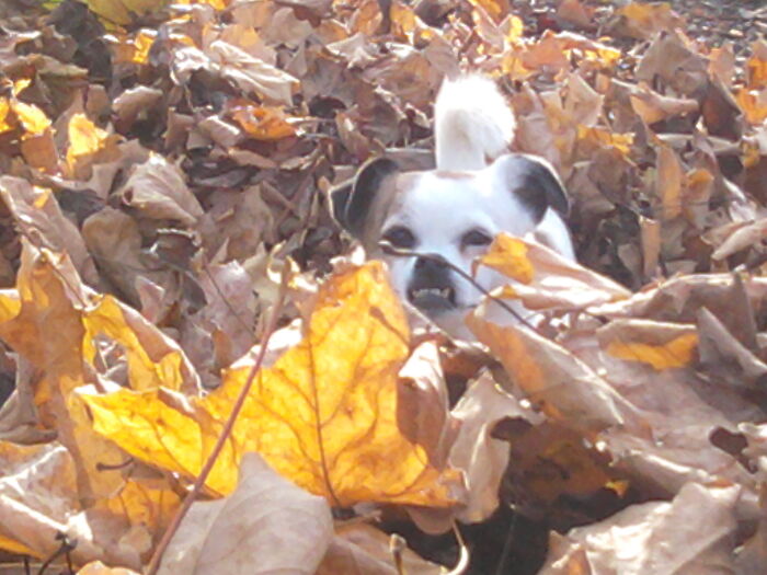 Hide & Seek With Lily