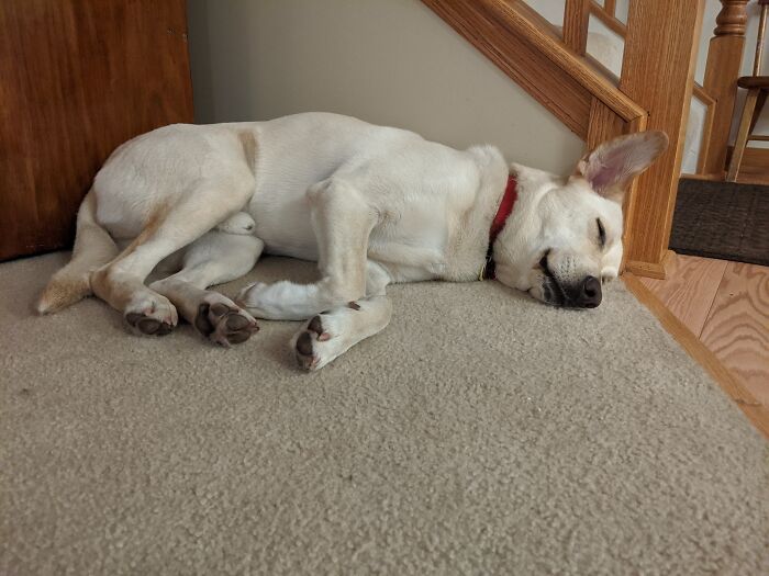 Rescue Lab Mix Albus Grumbledore Taking A Nap