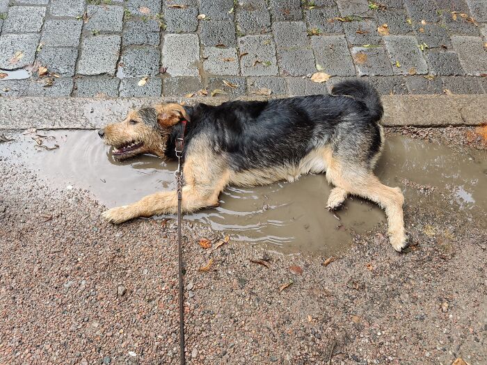He Played So Hard With Another Dog He Had To Cool Down 🤣
