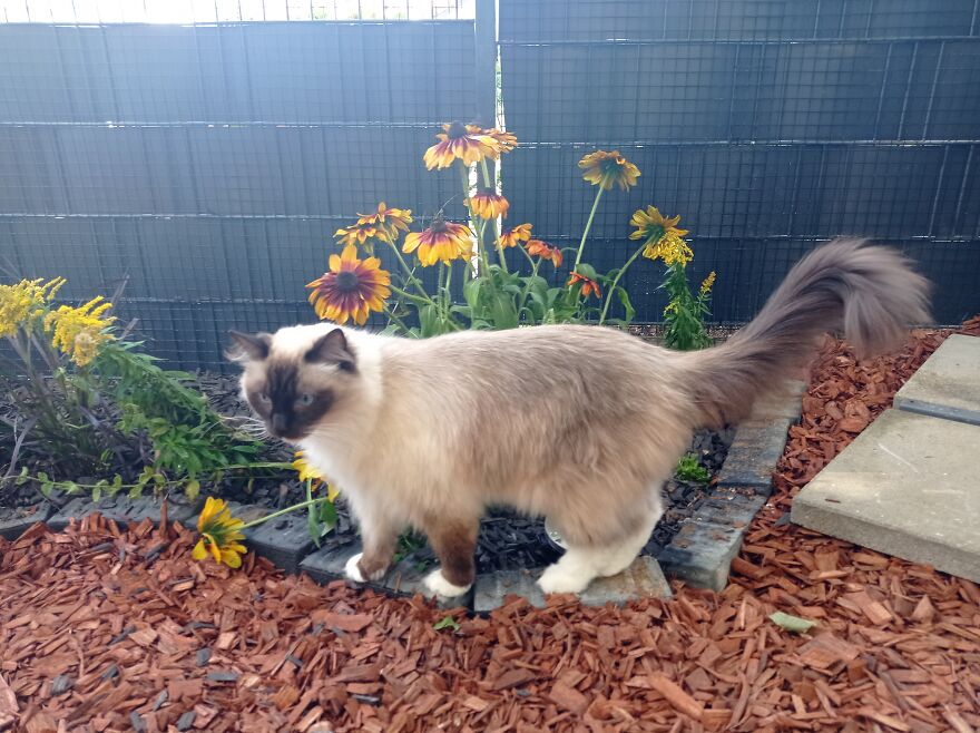 I Build My Cats Their Own Garden