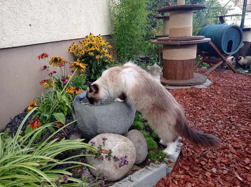 I Build My Cats Their Own Garden